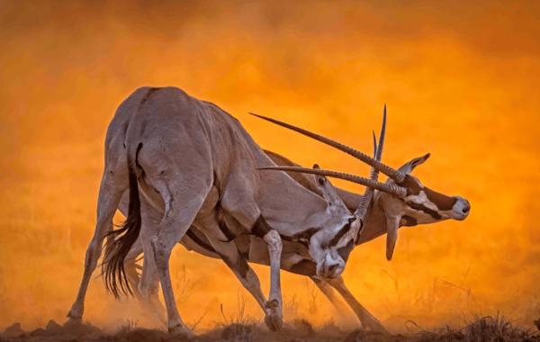 Stunning images from African Wildlife Foundation's photography award are inspiring conservation