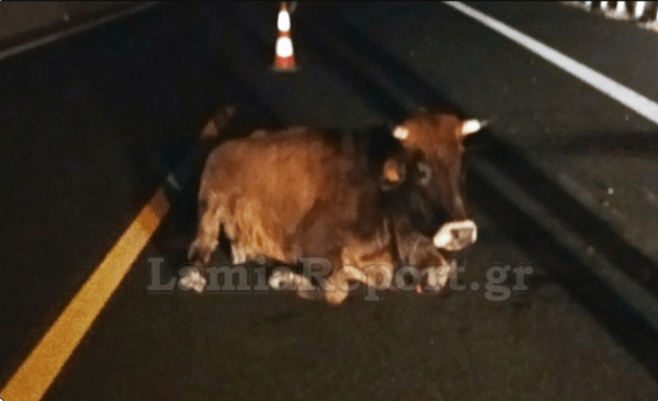 Τροχαίο με αγελάδα, στην εθνική οδό Λαμίας- Καρδίτσας