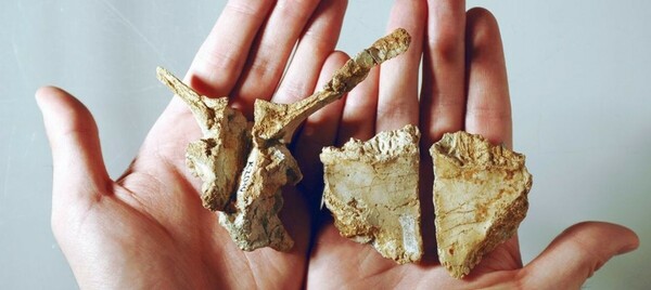 Τρανσυλβανόσαυρος πλατυκέφαλος: Ανακαλύφθηκε νέο είδος ορνιθόποδων δεινοσαύρων 