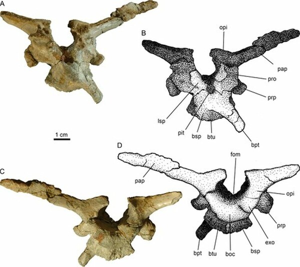 Τρανσυλβανόσαυρος πλατυκέφαλος: Ανακαλύφθηκε νέο γένος και είδος ορνιθόποδων δεινοσαύρων 