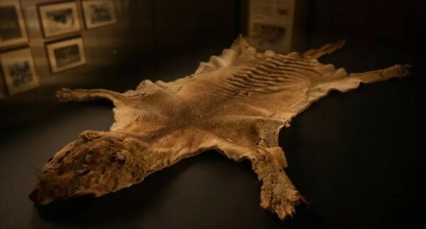 Βρέθηκαν τα λείψανα της τελευταίας τίγρης της Τασμανίας- Ήταν για 85 χρόνια κρυμμένα σε ντουλάπι μουσείου