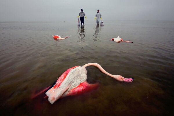 Οι νικητές του Environmental photographer of the year 2022