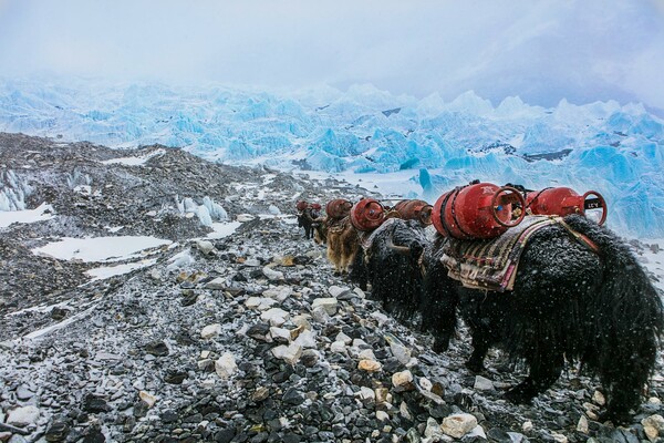 Environmental photographer of the year 2022