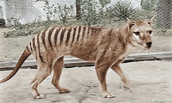 Εντοπίστηκαν σε ντουλάπι μουσείου τα λείψανα της τελευταίας τίγρης της Τασμανίας- Μετά από 85 χρόνια