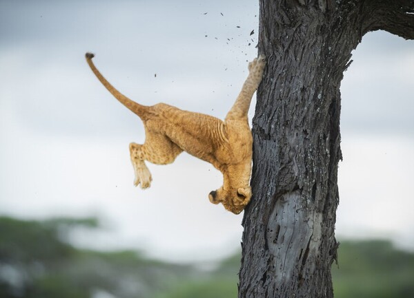 Wildlife Funny Photos Awards 2022: Ανακοινώθηκε η νικήτρια με την καλύτερη εικόνα-Οι 10 καλύτερες φωτογραφίες 