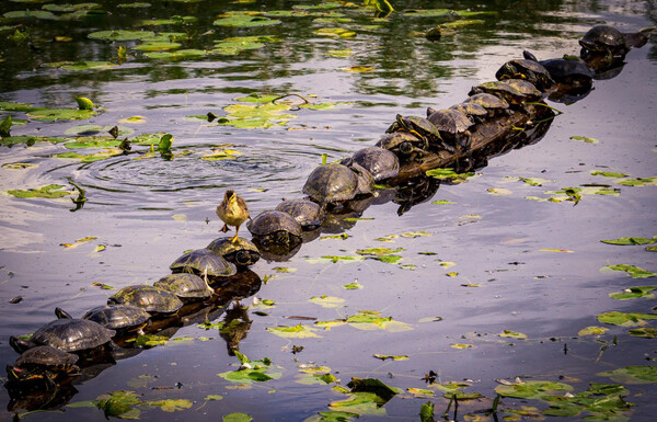 Wildlife Funny Photos Awards 2022: Ανακοινώθηκε η νικήτρια με την καλύτερη εικόνα