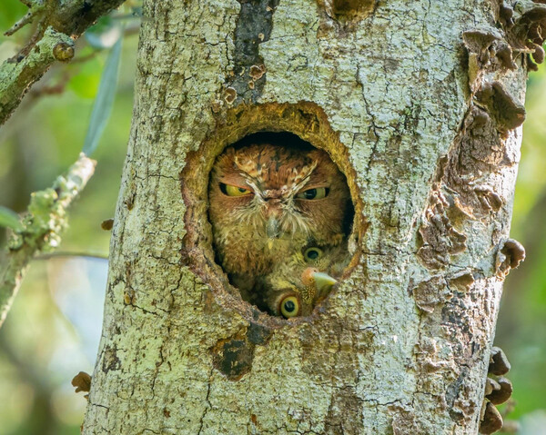 Wildlife Funny Photos Awards 2022: Ανακοινώθηκε η νικήτρια με την καλύτερη εικόνα