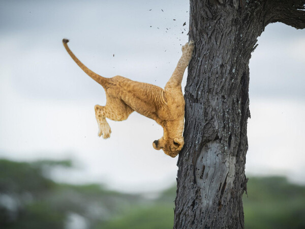 Wildlife Funny Photos Awards 2022: Ανακοινώθηκε η νικήτρια με την καλύτερη εικόνα-Οι 10 καλύτερες φωτογραφίες 