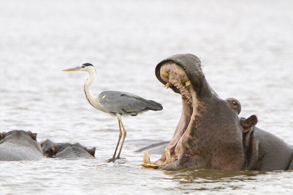 Wildlife Funny Photos Awards 2022: Ανακοινώθηκε η νικήτρια με την καλύτερη εικόνα