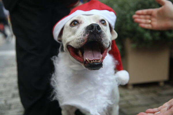 SANTA RUN