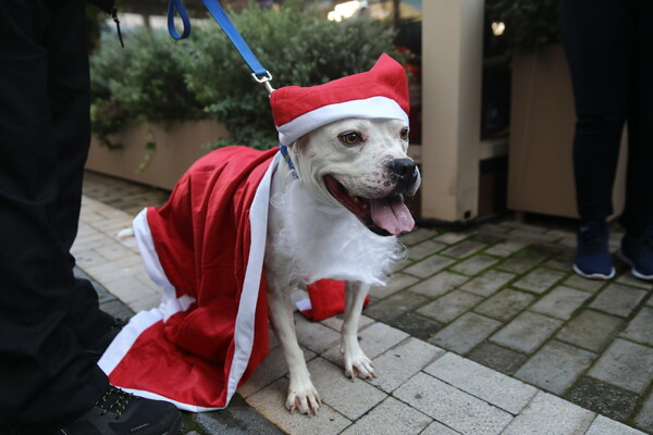 SANTA RUN