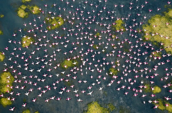 Incredible Aerial Photos Highlight Beauty of Great Flamingo Migration