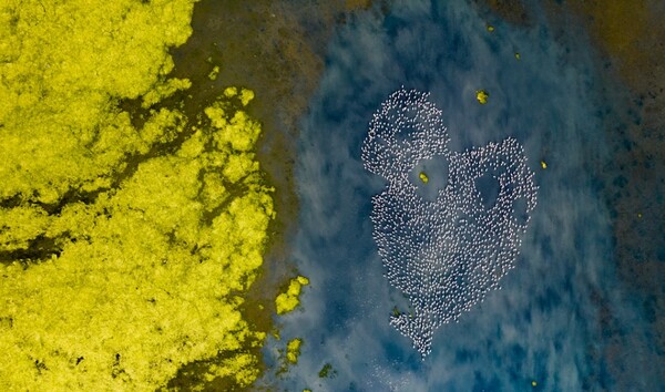 Incredible Aerial Photos Highlight Beauty of Great Flamingo Migration