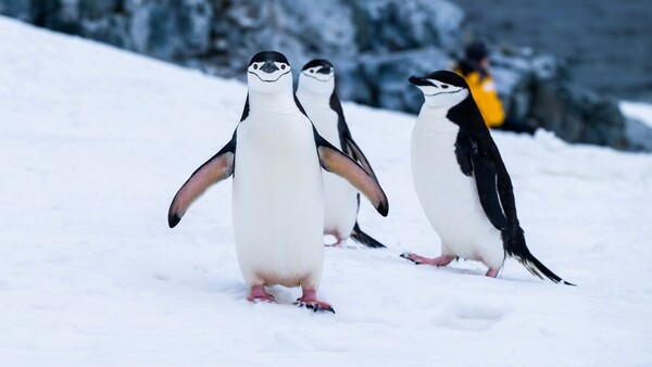 Έρευνα: Τα 2/3 των ειδών της Ανταρκτικής απειλούνται με εξαφάνιση μέχρι το 2100