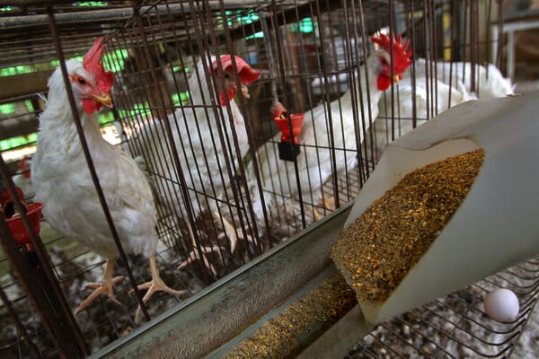 New Zealand bans battery cages for hens – but replacement ‘just as bad’