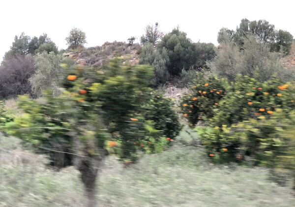 Ο καιρός των πορτοκαλιών