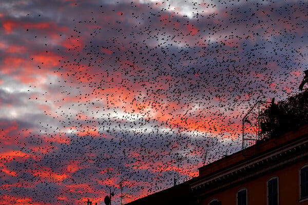 Rome’s starlings create a stunning spectacle.