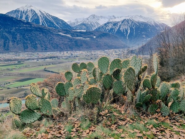 Οι βουνοπλαγιές της Ελβετίας γέμισαν με κάκτους, λόγω κλιματικής αλλαγής 