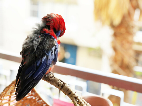 Crimson rosella 