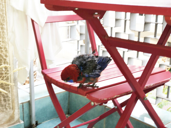 Crimson rosella 