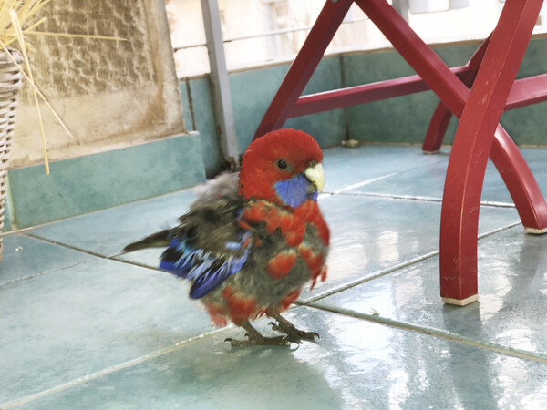 Crimson rosella 