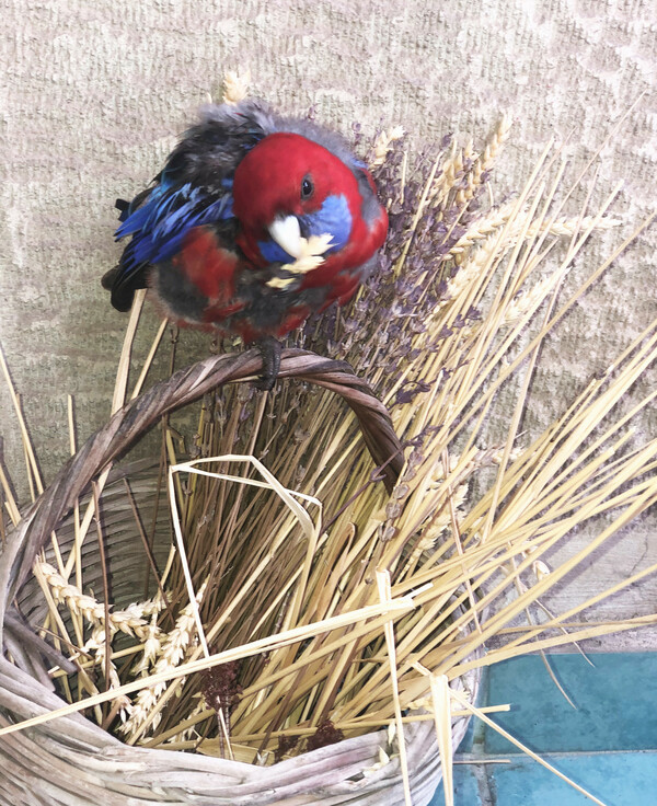 Crimson rosella 