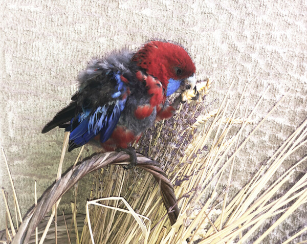 Crimson rosella 