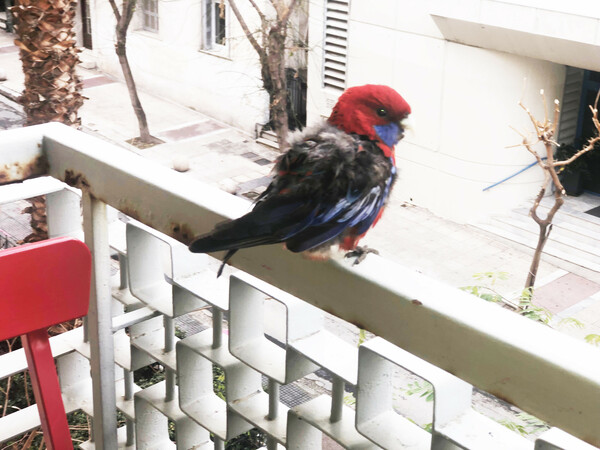 Crimson rosella 