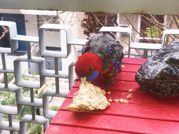 Crimson rosella 