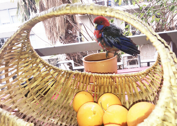 Crimson rosella 