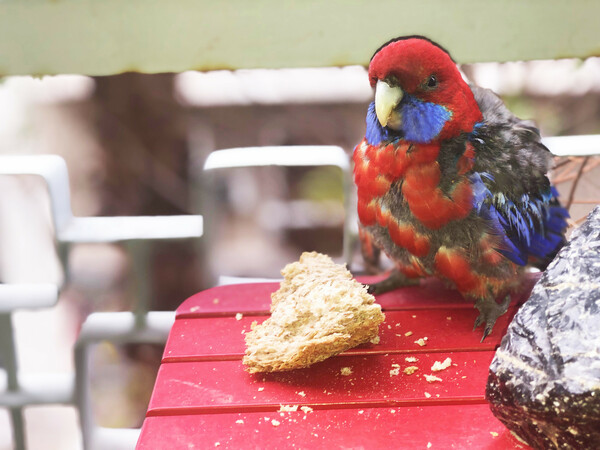 Crimson rosella 