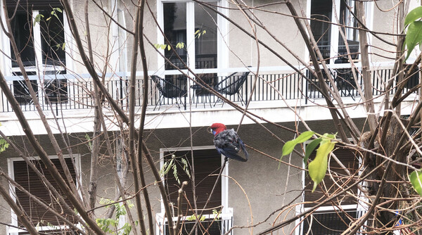 Crimson rosella 