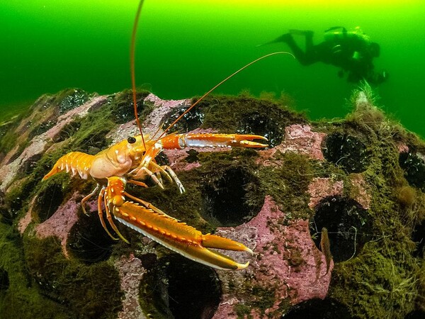 Underwater Photographer of the Year 2023: Η εντυπωσιακή κι ενίοτε θλιβερή, μυστική ζωή των ωκεανών