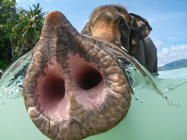 Underwater Photographer of the Year 2023: Η εντυπωσιακή κι ενίοτε θλιβερή, μυστική ζωή των ωκεανών