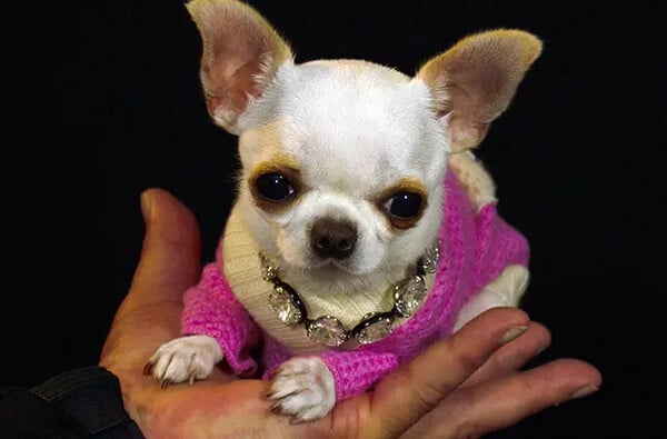 ‘Small like a ball’: Pearl the chihuahua becomes world’s shortest dog