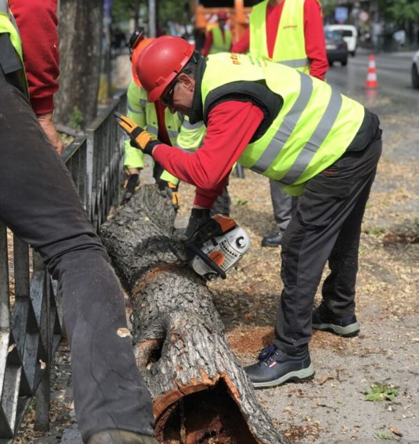 Τι συμβαίνει με τα δέντρα στη Θεσσαλονίκη τελικά;