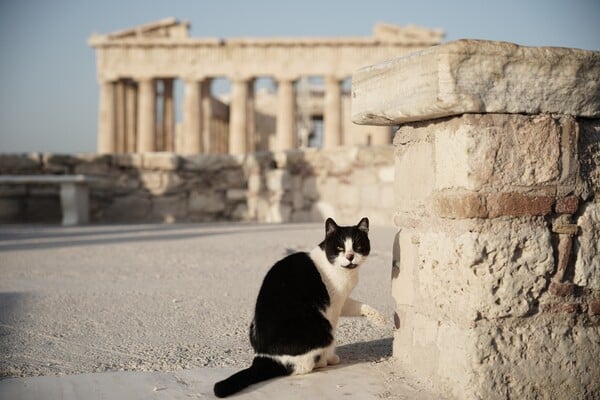 Τα κατοικίδια μπαίνουν σε αρχαιολογικούς χώρους- Υπό όρους