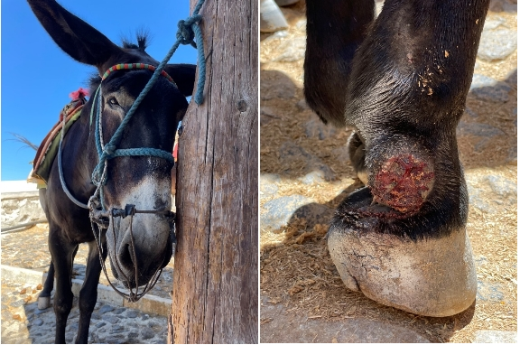 Αντζέλικα Χιούστον και PETA σε Μητσοτάκη: Aπαγορεύστε αμέσως κάθε μεταφορά τουριστών με γαϊδουράκια