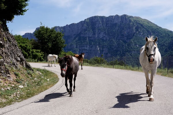 Πάρνηθα: Νεκρά άλογα σε δυσπρόσιτο γκρεμό- Καταγγελία πως τα άφησαν να πεθάνουν