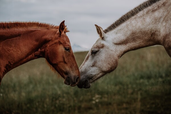 Νέκρα άλογα στην Πάρνηθα: Έρευνα της αστυνομίας και καταγγελίες για άλλα περιστατικά 