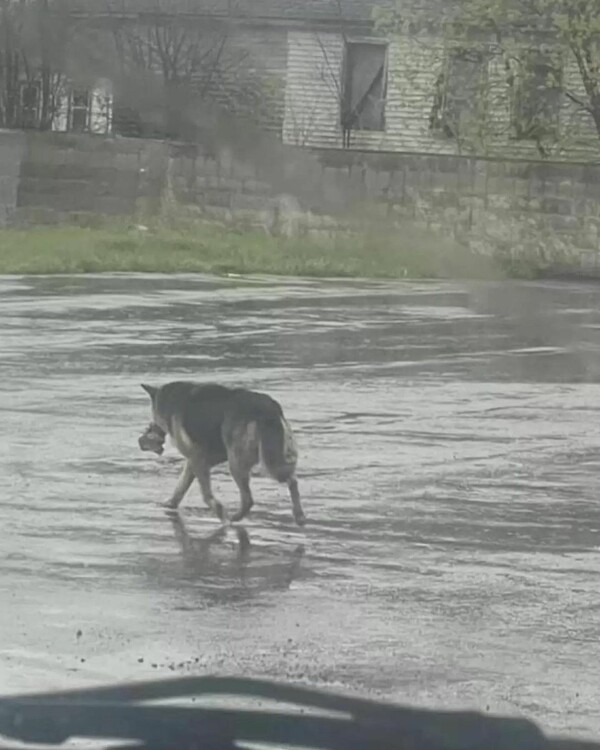 Σκύλος περιφερόταν αδέσποτος στη βροχή με το αγαπημένο του παιχνίδι- Πέθανε ο ιδιοκτήτης της