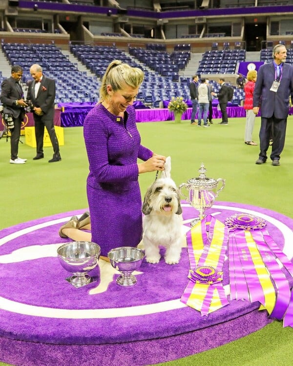 «Buddy Holly»: Το σκυλί που έσπασε ρεκόρ 147 ετών στο Westminster Dog Show