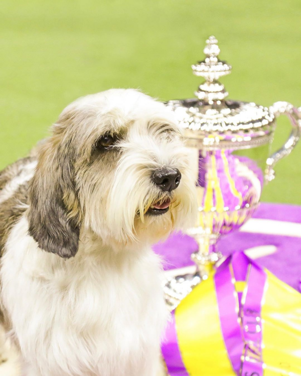 «Buddy Holly»: Το σκυλί που έσπασε ρεκόρ 147 ετών στο Westminster Dog Show