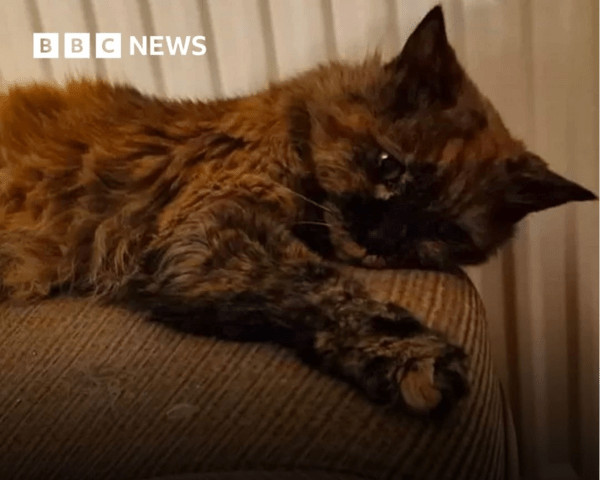 Είναι αυτή η γηραιότερη γάτα της Βρετανίας; Η Ρόζι έγινε 32 ετών- 140 σε ανθρώπινα χρόνια