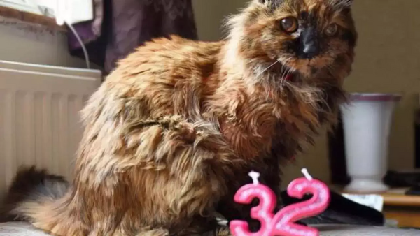 Είναι αυτή η γηραιότερη γάτα της Βρετανίας; Η Ρόζι έγινε 32 ετών- 140 σε ανθρώπινα χρόνια