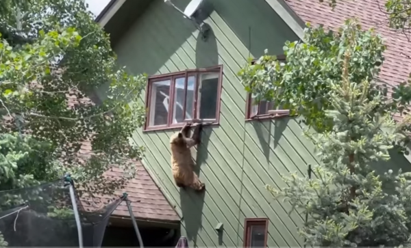 Αρκούδα εισέβαλε σε σπίτι και επιχείρηση να «δραπετεύσει» μέσω παραθύρου 