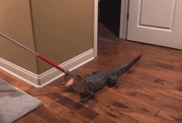 ‘It was quite an experience’: Alligator sneaks into couple’s home through doggy door