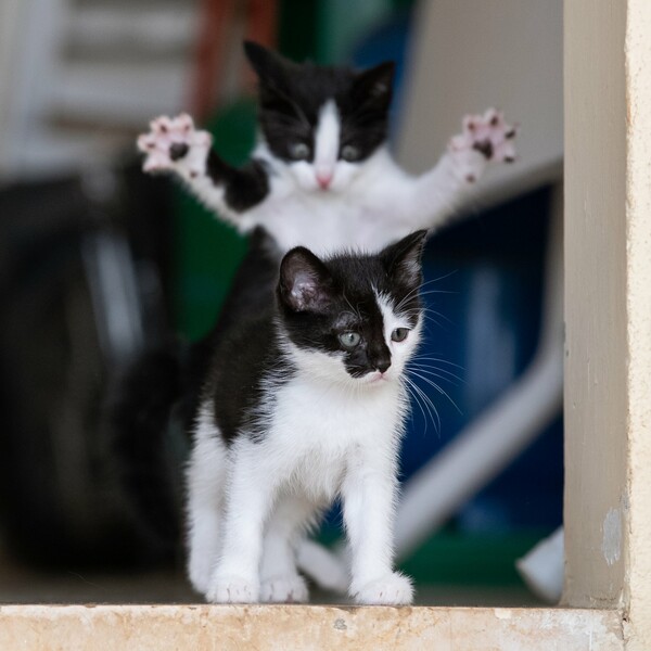 Τα βραβεία Comedy Pet Photography 2023 - σε εικόνες