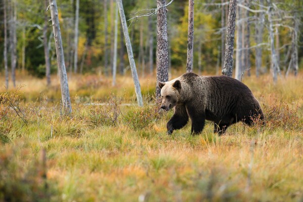 Νέα εμφάνιση αρκούδας στον Ταξιάρχη Χαλκιδικής - Επιδρομή σε μελίσσια