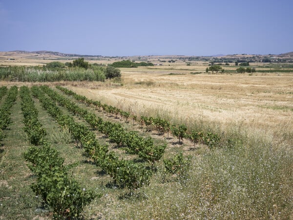 Το καλοκαίρι (16) 